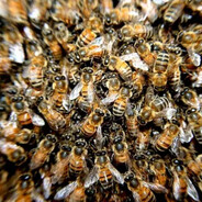 10,000 bees
