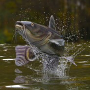 amo a las ancianas/lubieryby