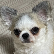 장모치와와 쨍이