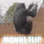 Monkey Fl1p