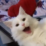 --- . D z o s H .---