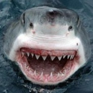 守护小狼公主的骑士