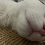 不吃细糠的山猪