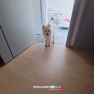 艾丽丝-格雷拉特