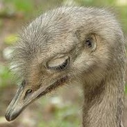 Depressed Emu