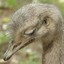 Depressed Emu