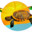 lazyturtle