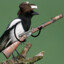 Major Magpie