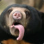 Sun Bear