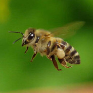 Жалю Жопы <3