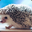 Hedgehog