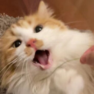 安欣我没有配合吗