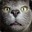 The_Mighty_Cat