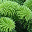 FiR