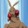 roo