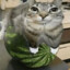 meloncat