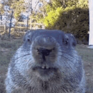 Don Groundhog