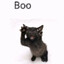 Scary cat