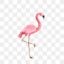 Flamingo &#039;&#039;The Glaring Scarlet&#039;&#039;