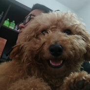 潜伏的兔子