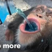 Kot