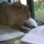 Super Capybara Pastillero