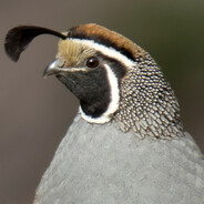 Quail