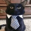 EvilCat_