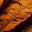 Tobacco