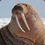 Kwalrus