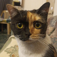 cBR* - steam id 76561198182709607