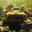 Titicaca Water Frog