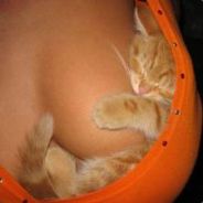 FeLiNe - steam id 76561197963245462