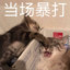 一只小猫咪