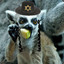Jewish_Lemur