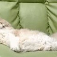 쪼롱쪼롱쪼롱이