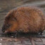 Muskrat (elongated variety)