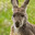 roo