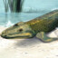 Tiktaalik.