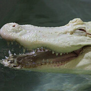 BisexualCroc