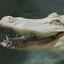 BisexualCroc