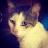 Flynt