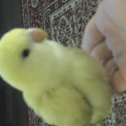 amrmousattat