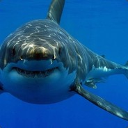BOT Nicke - steam id 76561197963136348