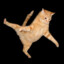 pokeycat42