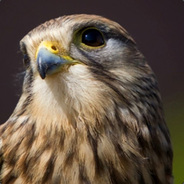 kestrel - steam id 76561197969625298