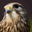 kestrel