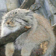 Manul - steam id 76561198855543097
