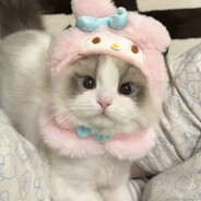 meoww is a cat