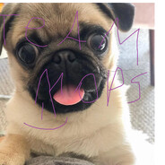 TMops.EmperorLoose.ГАЗМЯС